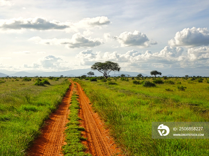 基尼亚Tsavo Ost、Tsavo West和Amboseli国家公园长颈鹿