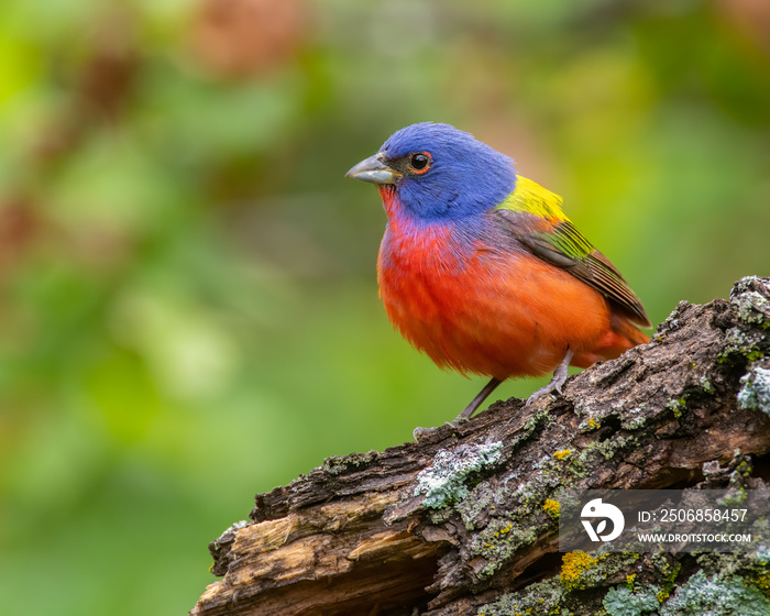 Male Painted Bunting