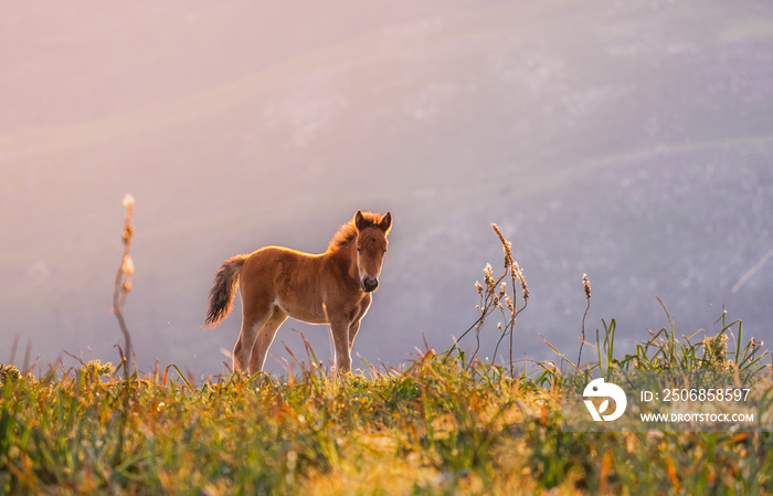 lindo cavalo potro selvagem nas montanhas