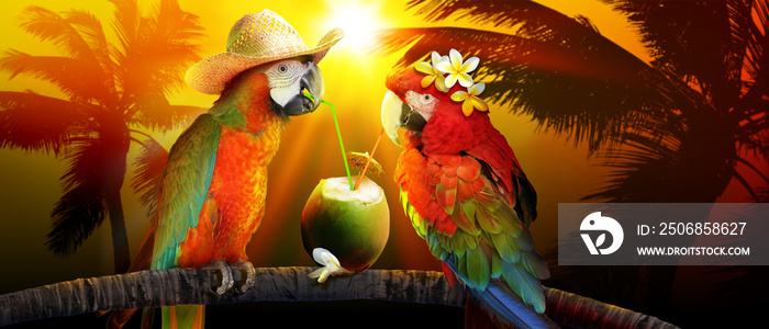 Papageien im Urlaub am Strand in den Flitterwochen