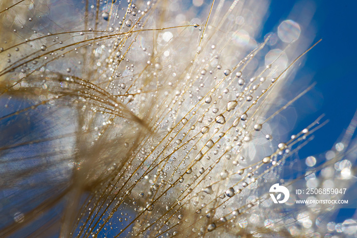 蒲公英与水滴的宏观拍摄。蒲公英的自然背景。