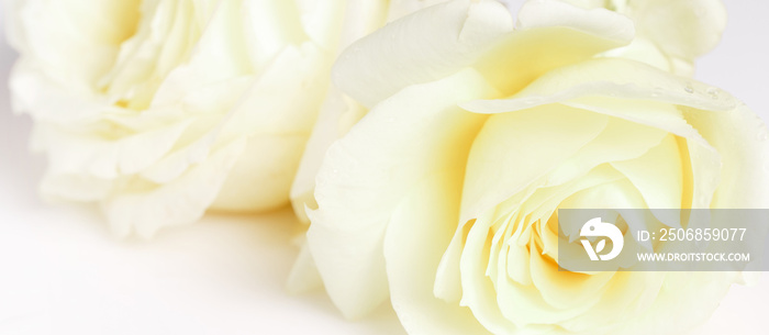 Romantic banner, delicate white roses flowers close-up. Fragrant crem yellow petals