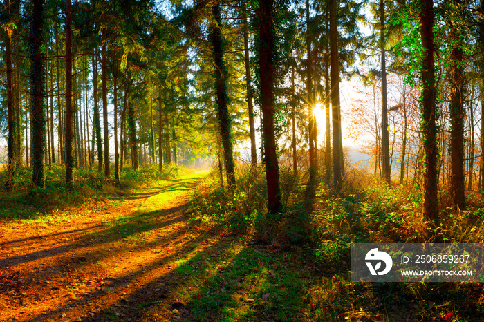 Weg durch den Wald bei strahlendem Sonnenschein