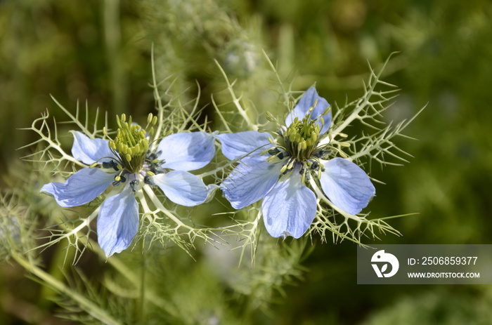 花园里盛开的Nigella sativa。也被称为黑香菜、黑孜然、黑胡椒。白色和