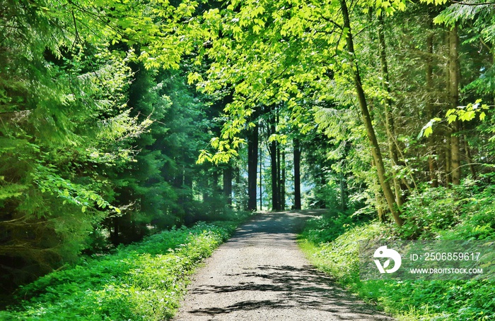 Im grünen Wald