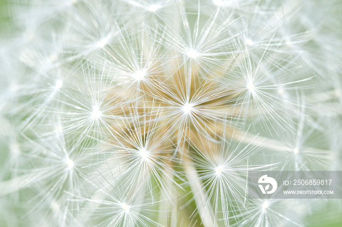 dandelion on green background