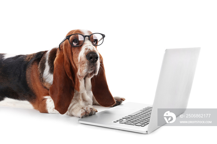 戴眼镜的巴塞特猎犬，白底笔记本电脑