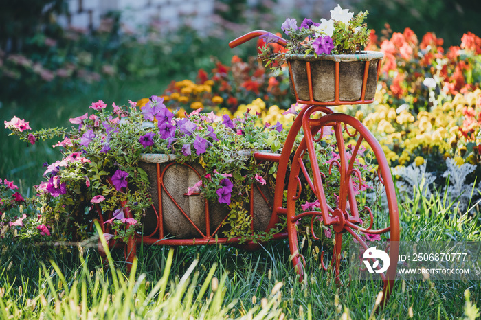 Decorative Retro Vintage Model Bicycle Equipped Basket Flowers Garden. Summer Flower Bed With Petuni