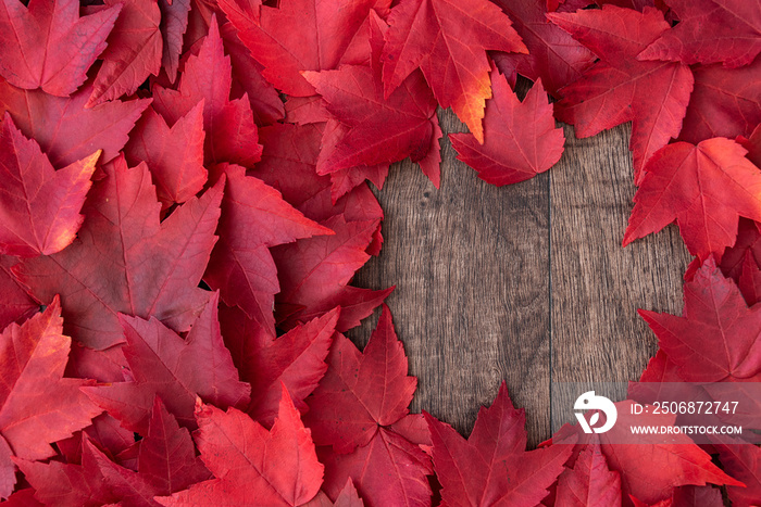 Fall color nature background of various shades of red maple leaves with a round clearing showing rus