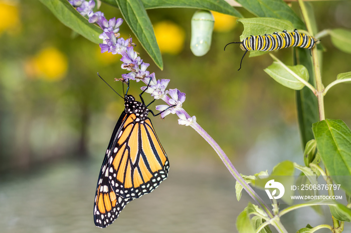 Monarch Trinity:Chrysalis，毛毛虫和蝴蝶，Danaus Plexippus，在乳草上