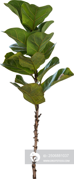 Fiddle Leaf Fig green Leaf Isolated（Fiddle Leaf无花果绿叶隔离）