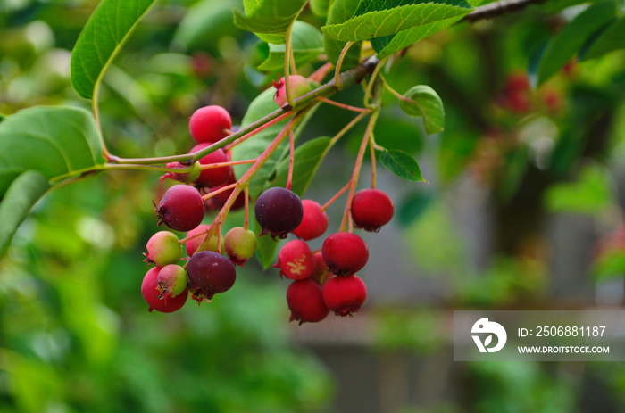 来自Amelanchier lamarckii的浆果特写，也称为juneberry、serviceberry或shadbush，bl