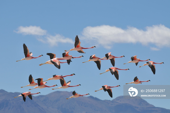 A flock of Andean flamingos in flight