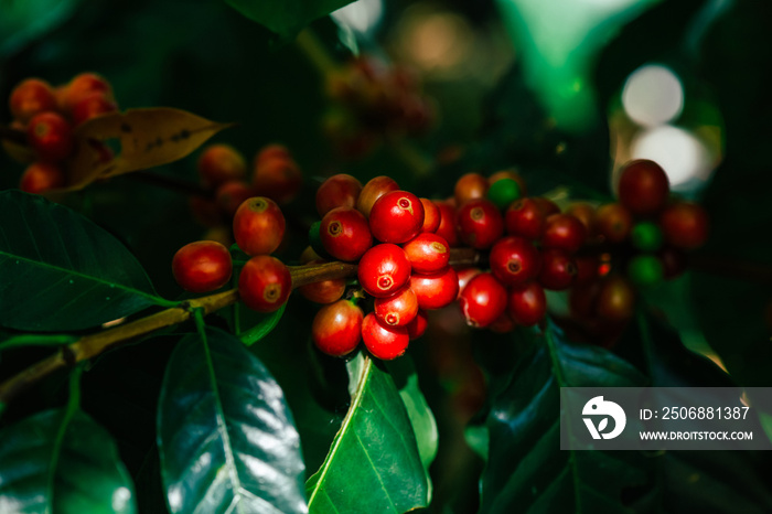 Fresh red Arabica cherry coffee beans with coffee trees