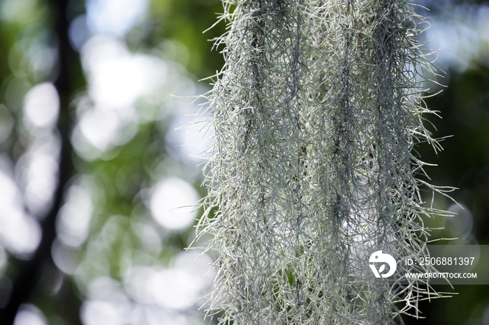 close up of spanish moss background