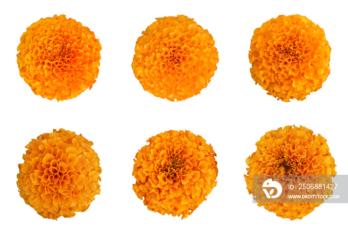 set of beautiful orange marigold flower isolated on white background with clipping path