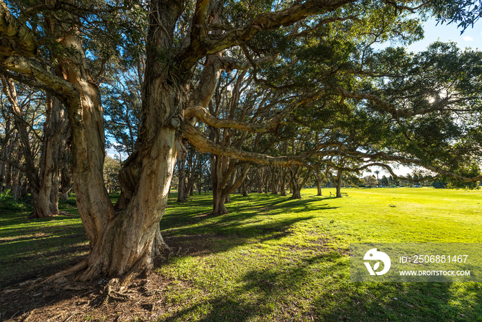 Beautiful park in Sydney Australia.