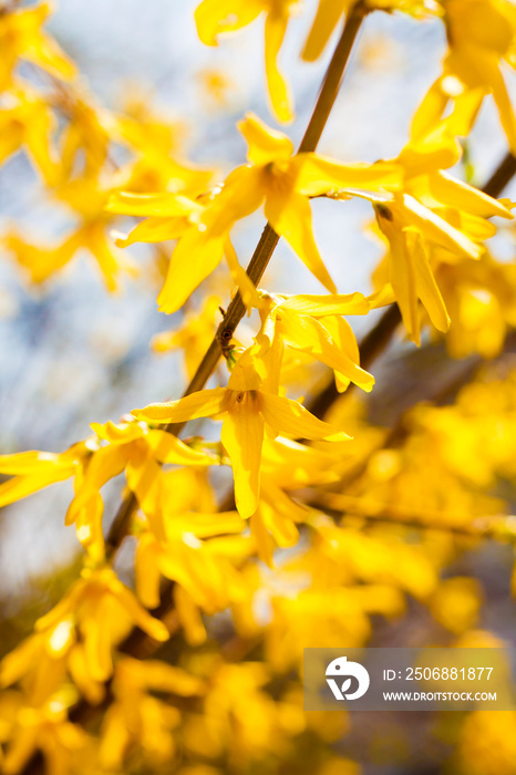 连翘花枝特写