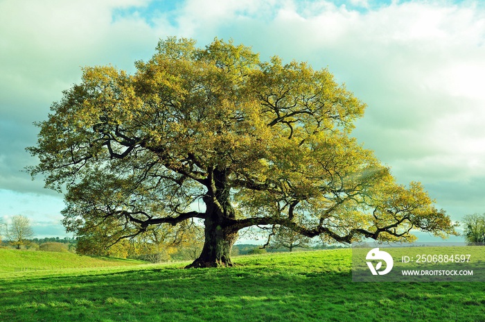 Old oak tree in a seasonal meadow.