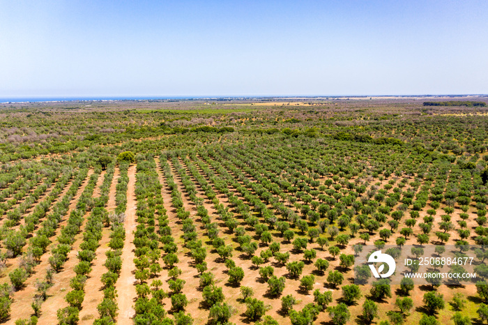 Aerial view, olive trees, olive grove, Lecce, Apulia , Italy, Region Brindisi