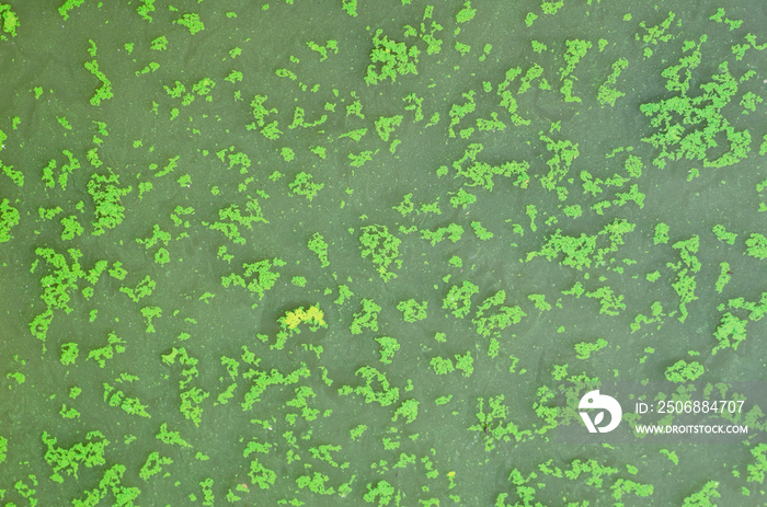 湖面上盛开的藻类，背景纹理