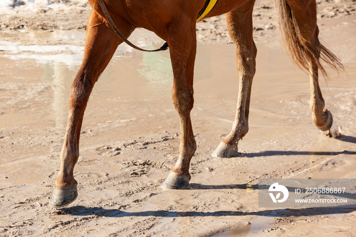 Legs and feet of a chestnut horse walking down a muddy path.