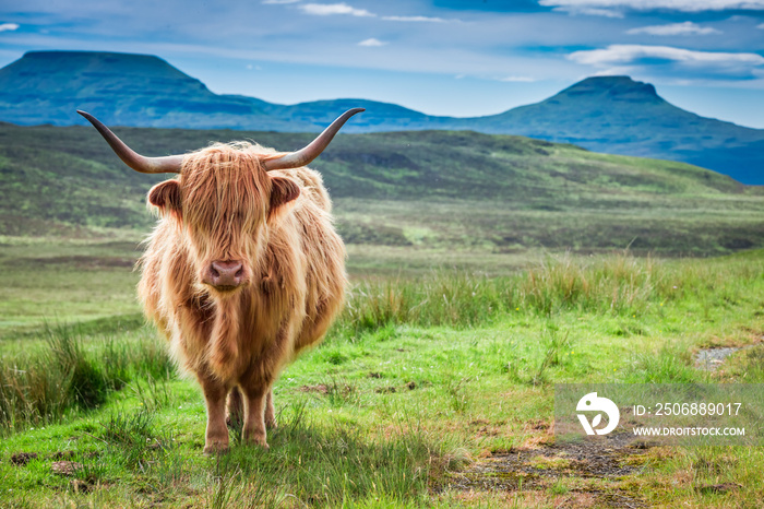 棕色高地奶牛，绿野蓝天，苏格兰