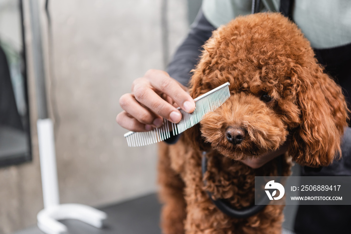 partial view of african american groomer brushing muzzle of dog in pet salon.