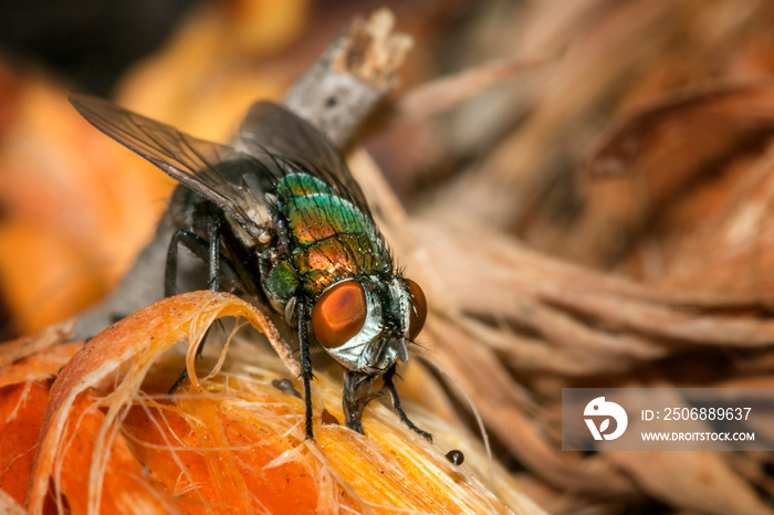 Macro Fly looking for good in the garden