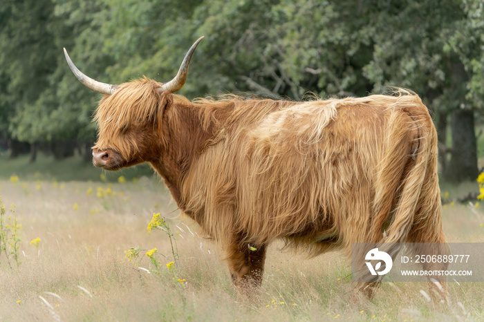 美丽的高地奶牛（Bos taurus taurus）在田野里吃草。荷兰的Veluwe。苏格兰人