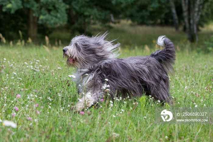 Hund reinrassiger bearded Collie beim spielen auf einer Blumenwiese im Frühling mit wehendem Fell