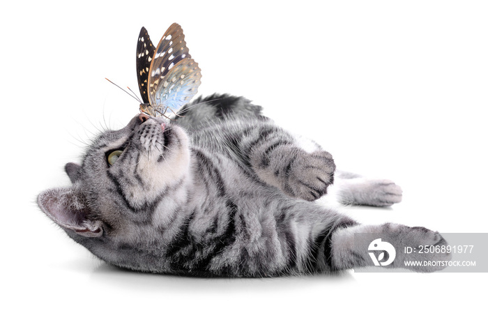 Beautiful butterfly and cat on white background.