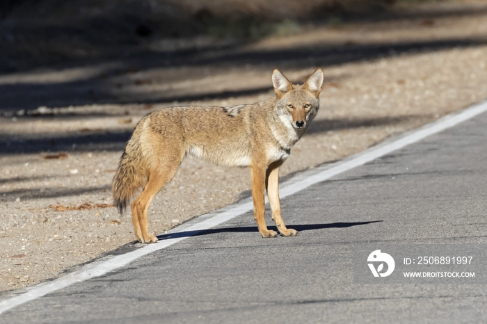 Coyote at the California mountains