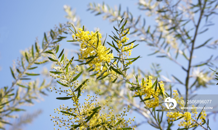 澳大利亚黄荆花Acacia fimbriata Brisbane Golden