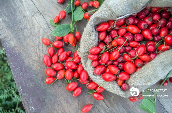 Rose hip fruit in a burlap bag over a wooden background