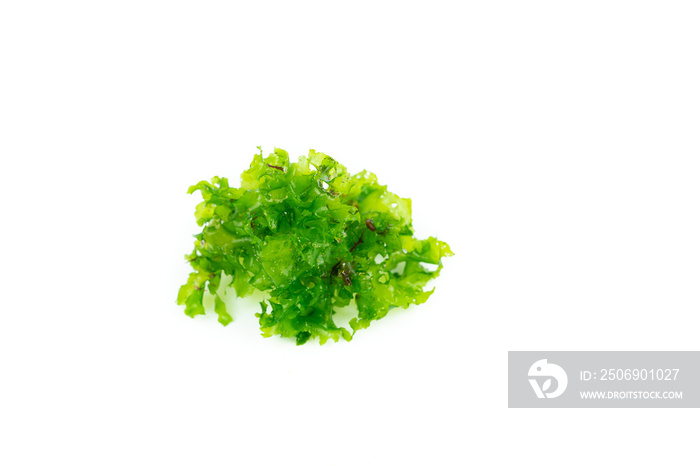 Ulva lactuca. Sea lettuce, green seaweed on white background. Copy space.