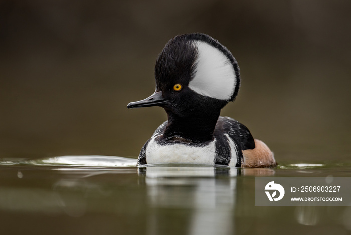 Hooded Merganser in Canada