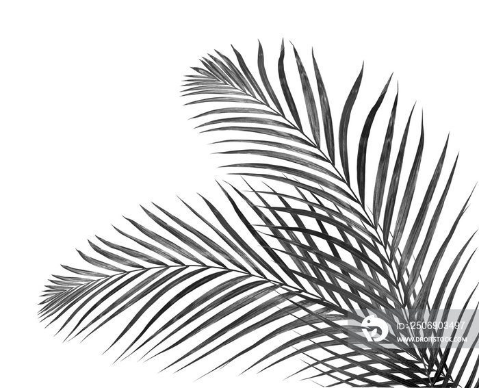 black leaves of palm tree on white background