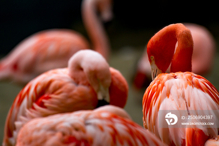 美国火烈鸟（phoenicopterus ruber）在模糊的背景下与其他火烈鸟一起观看