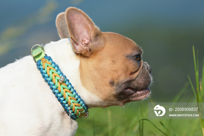 Handmade woven paracord dog collar on red pied French Bulldog