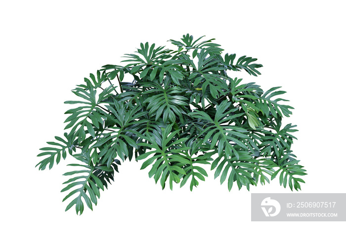 丛林热带绿叶花卉植物monstera Philodendron灌木树，用修剪拍隔离