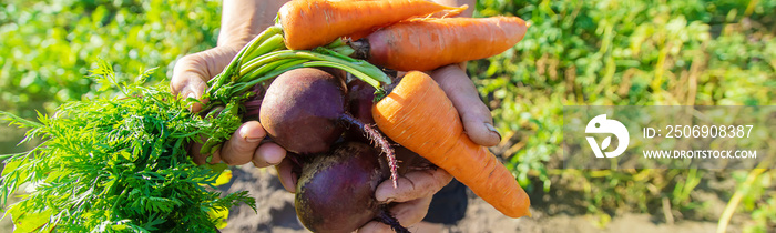 Grandmother with vegetables in her hands in the garden. Organic vegetables. Selective focus.