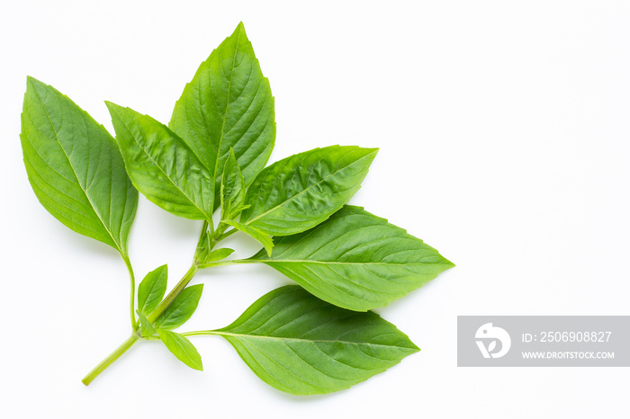 Sweet Basil leaves on white background.