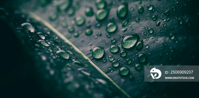 green leaf with droplets splash on surface, purity nature background