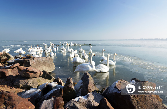 Swans on Lake Balaton in winter time, Hungary
