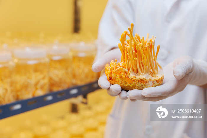 Cordyceps farm Owner checking quality of Cordyceps militaris (Chinese Herbs) fully grown and  ready 