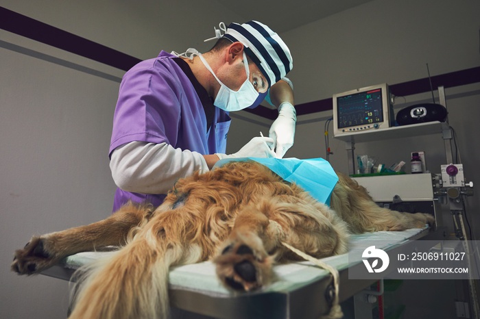 Dog in the animal hospital