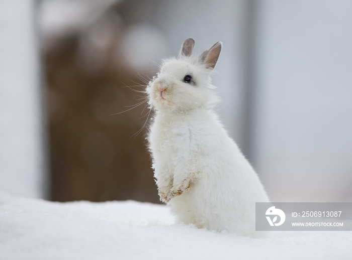 一只白兔站在雪地上