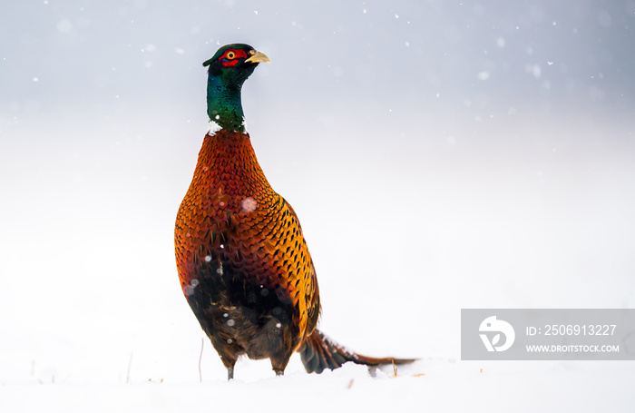 Ringneck Pheasant (Phasianus colchicus)