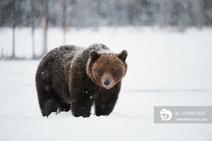 雪中棕熊